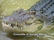 Crocodile at Sg. Malua